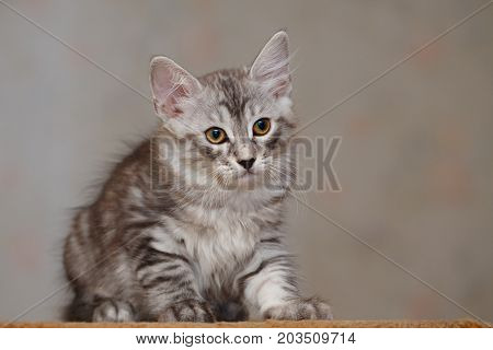 Cute little kitty Bobtail. Pets. Hypoallergenic breed of cats.