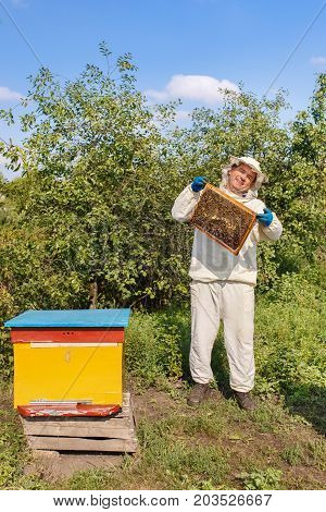 beekeeper holding a honeycomb full of bees. Beekeeper in protective workwear inspecting honeycomb frame at apiary. Beekeeping concept. Beekeeper harvesting honey