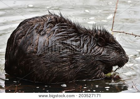 wildshot of european bever in non frozen part of pond in Otrokovice,Czech reoublic
