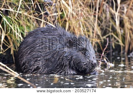 wildshot of european bever in non frozen part of pond in Otrokovice,Czech reoublic