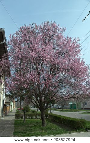 Blossoming tree with pink flowers at spring