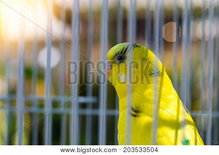 bird of paradise in the cage with nature background