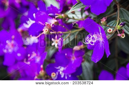 Rhodomyrtus tomentosa also known as rose myrtle