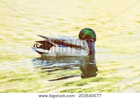 Mallard duck - Anas platyrhynchos - swims in the lake. Bird scene. Reflections in water. Photo filter.