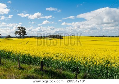 Field of golden canola crops north of Benalla in north-eastern Victoria Australia