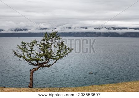 Lonely beautiful curved coniferous tree with colored tapes tied to the trunk according to the Buryat tradition on the coast of Olkhon Island near Lake Baikal on a mountain scenic background.