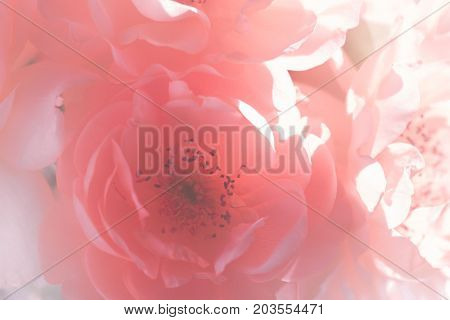 Close up of pink roses flowers bouquet. soft filter.