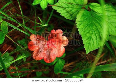 Autumn red leaf. A bright sheet of red color surrounded by green leaves. Autumn in the European forest. The leaves are berries of shrubs. Thin blades of grass and ribbed leaves.