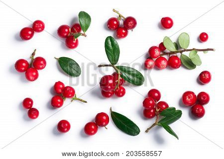 Lingonberry Vaccinium Vitis-idaea, Top View, Paths