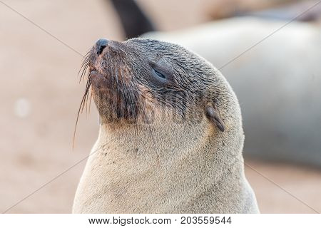 Close-up of a Cape Fur Seal Arctocephalus pusillus 