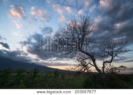 Tree Silhouette And Colorful Sunset And Mountains On The Background, Lombok, West Nusa Tenggara, Ind