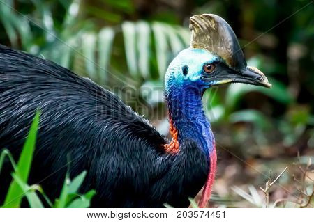 Cassowary Profile