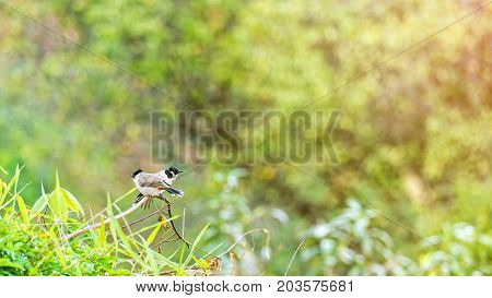 Birds name Pycnonotus Aurigaster or Sooty-headed bulbul and its family are waiting for morning light on the branches with green leaves bokeh and sunlight background