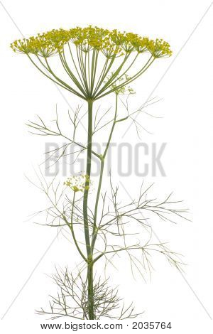 Dereotu (Anethum Graveolens)