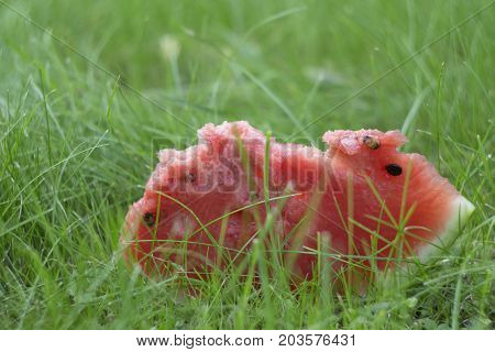 red ripe watermelon lying on green grass