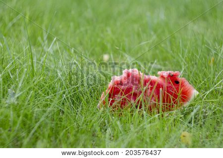 red ripe watermelon lying on green grass