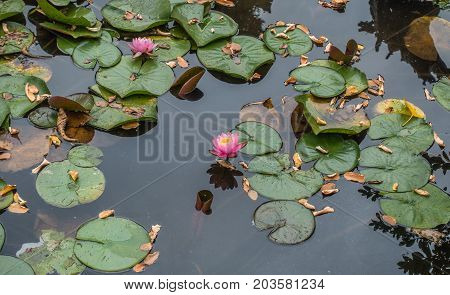 A view of a pond with pink lilies in Seatac Washington.