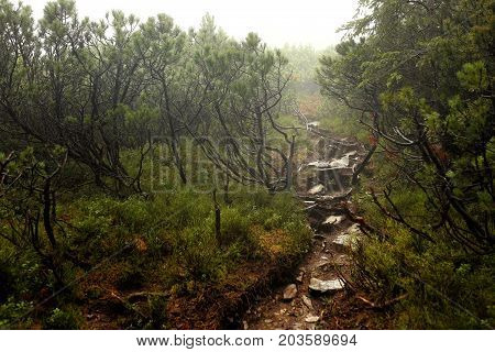 Strong beautiful fog in the forest. Rainy misty weather. Wet trail in the forest