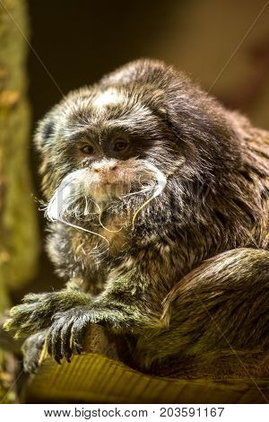 Little Monkey With A Mustache In A Zoo Looking At The Camera