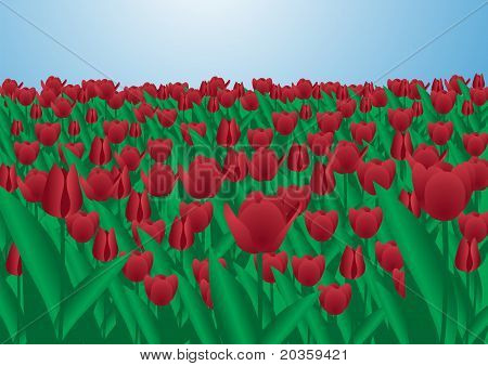 rode tulpen