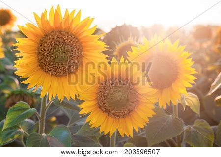 Field of sunflowers at sunset macro flowering yellow sunflower in the sun concept of summer and harvest