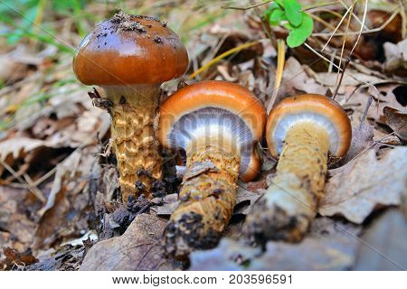 three cortinarius trivialis mushrooms on the ground
