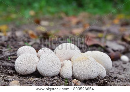 lycoperdon pyriforme mushrooms known as stump puffball in the forest