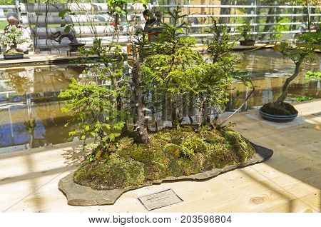 MOSCOW RUSSIA MAY 18 2017: Norway spruce - Bonsai in the style of 