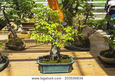Oriental Hornbeam - Bonsai In The Style Of 