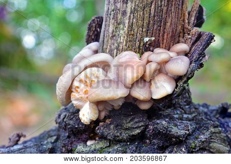 pleurotus cornucopiae mushroom on an oak log