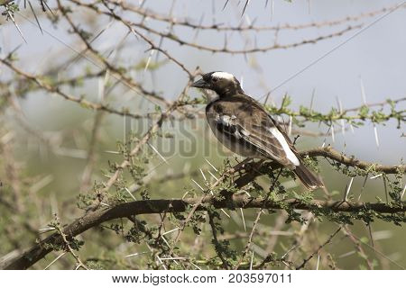 white-browed sparrow-weaver that sits on a branch of acacia in the African savannah on a hot day