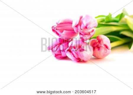 Close Up Of Pink Tulip On White Background.