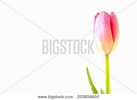 Close Up Of Pink Tulip On White Background.