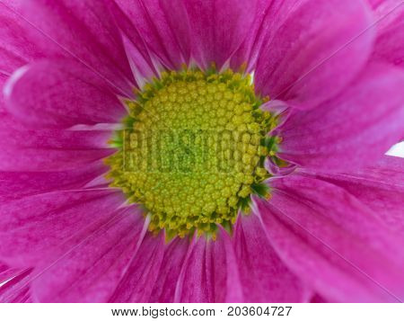 Close Up Of The Pink Chrysanthemum Flower.