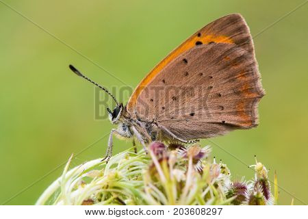 Small copper butterfly (Lycaena phlaeas) at rest in profile. Small butterfly in the family Lycaenidae with underside of wings visible