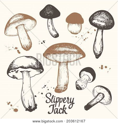 Vector illustration with set of mushrooms in sketch style. Hand-drawn slippery jack on white background. Autumn forest harvest.
