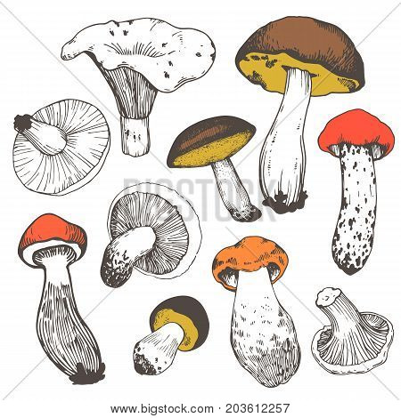 autumn, background, caps, collection, colorful, cute, decor, delicacy, delicious, dinner, dillustration, illustration, fall, food, forest, fresh, gourmet, handmade, illustration, ink, menu, milk, modern, mushroom, nature, organic, painting, paper, print, 