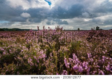 Blooming of beautiful heather flowers natural seasonal floral background on Dutch Veluwe renderklippe Heerde Epe