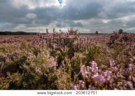 Blooming of beautiful heather flowers natural seasonal floral background on Dutch Veluwe renderklippe Heerde Epe