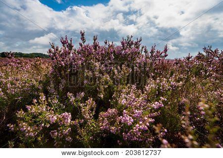 Blooming of beautiful heather flowers natural seasonal floral background on Dutch Veluwe renderklippe Heerde Epe