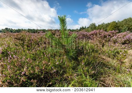 Blooming heath in September with fresh green pine trees on the Dutch Veluwe Renderklippen Heerde Epe.