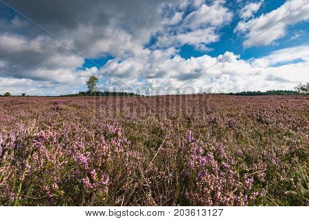 View of Blooming heath landscape in September. Dutch Veluwe. Beautiful pile of clouds with Dutch skies. Renderklippen Heerde Epe.