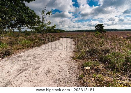 Sandpath in a pine forest with a lone birch tree. Nature landscape in the Netherlands with beautiful flowering heath full of purple flowers. Impressive white clouds with blue skies form a spectacular Dutch cloudy sky. A typical Dutch nature area captured