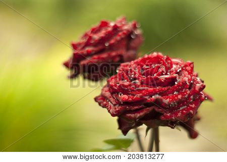Two bright red roses covered with rain drops in the garden. Blurred background.