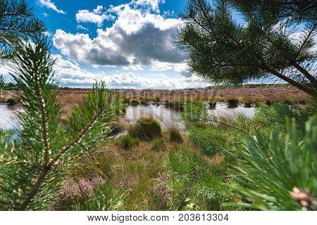 High grass along a water pool with wildlife tracks in the mud. Reflection in the water with Dutch white clouds in the sky Veluwe Heerde Epe Renderklippen.