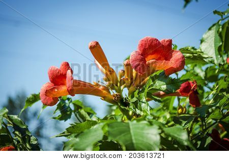 blossoming orange flowers Kampsis in the summer in the garden