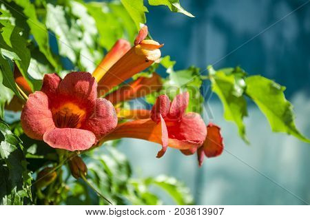 blossoming orange flowers Kampsis in the summer in the garden