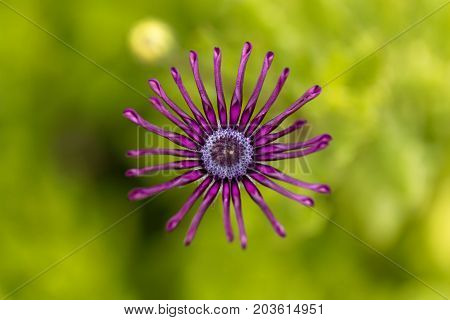 Flower of a trailing African honeysuckle (Osteospermum fruticosum)