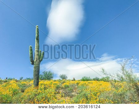 Saguaro Cactus With Yellow Wild Flowers In The Arizona Desert