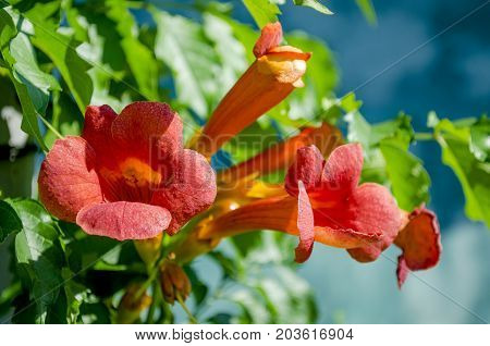 blossoming orange flowers Kampsis in the summer in the garden